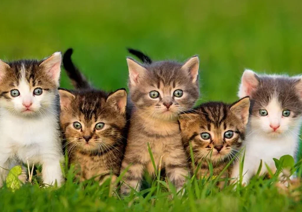 Different Domestic Cat Breeds