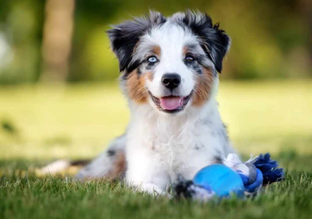 Mini Australian Shepherd